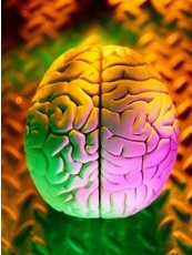 參加速讀記憶訓(xùn)練你的記憶將成倍提高   ——精英特速讀記憶網(wǎng)